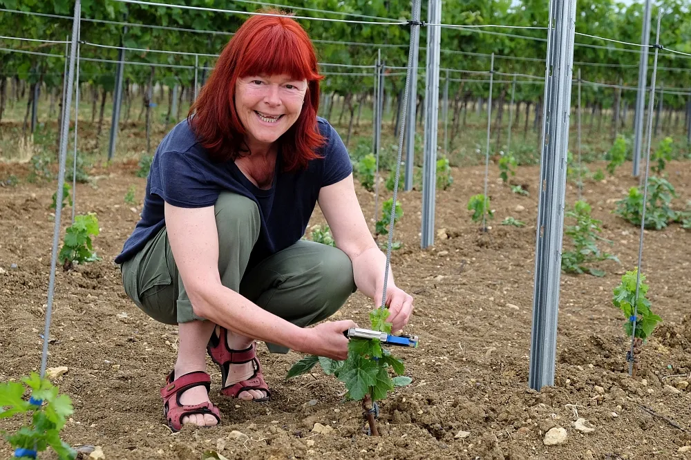 Sorgfältige Handarbeit im Weinberg des Weinguts A. Schick in Jugenheim