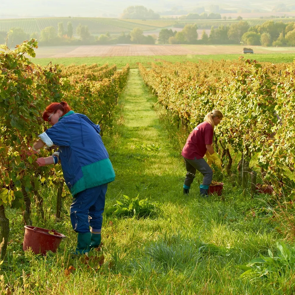 Handlese im Weinberg des Weinguts A. Schick in Jugenheim, Rheinhessen