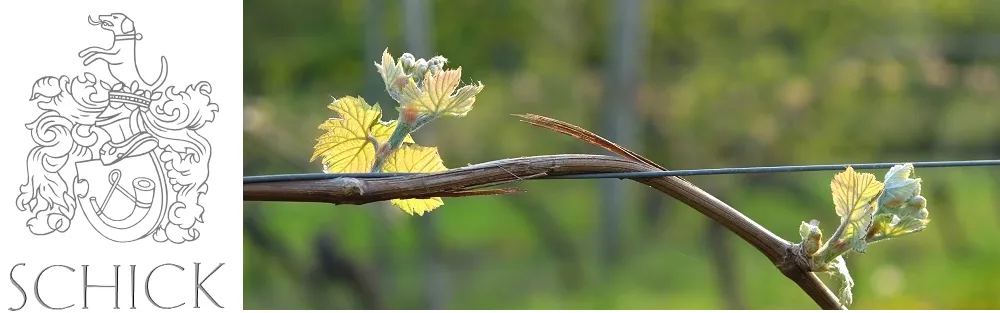 Junge Rebsprosse in den Weinbergen des Weinguts A. Schick in Jugenheim, Rheinhessen